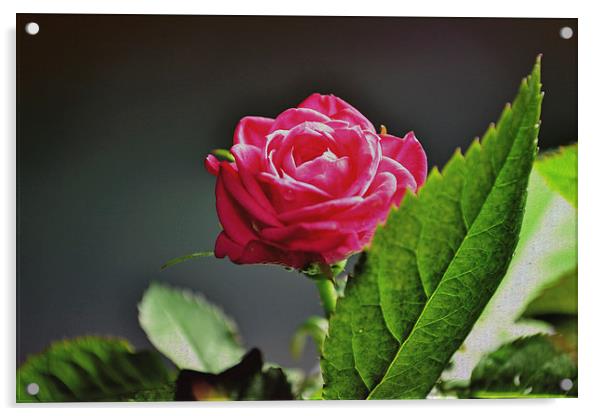  The rose! Acrylic by Nadeesha Jayamanne