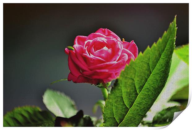 The rose! Print by Nadeesha Jayamanne