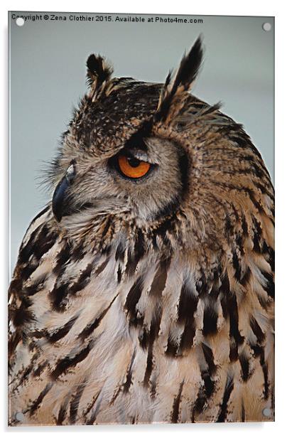 The Wise Owl Acrylic by Zena Clothier