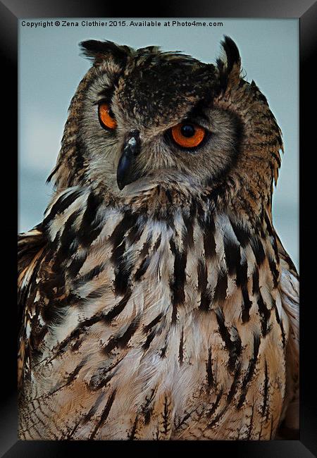 Inquisitive Owl Framed Print by Zena Clothier