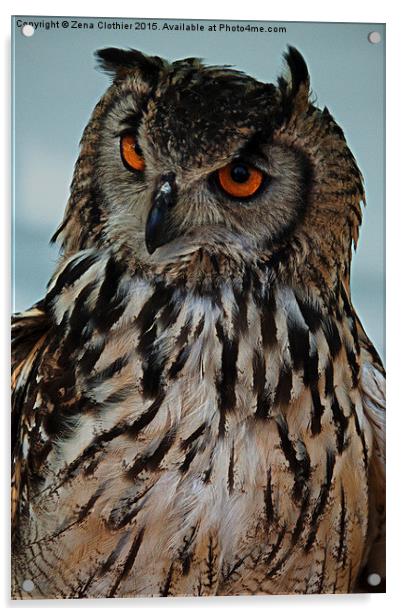 Inquisitive Owl Acrylic by Zena Clothier