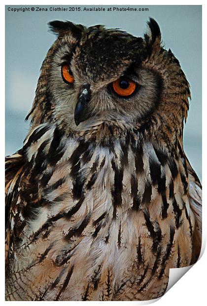 Inquisitive Owl Print by Zena Clothier