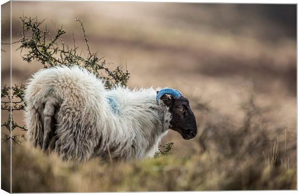  Exmoor Sheep Canvas Print by Philip Male