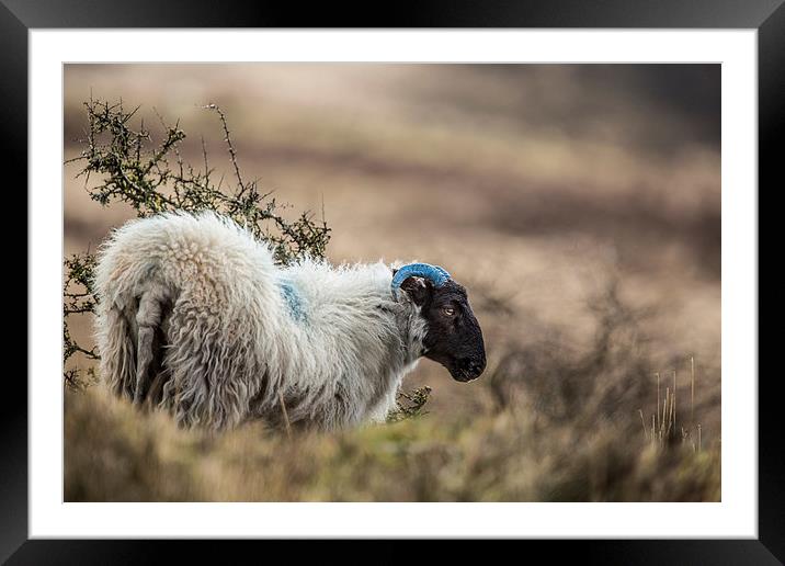  Exmoor Sheep Framed Mounted Print by Philip Male
