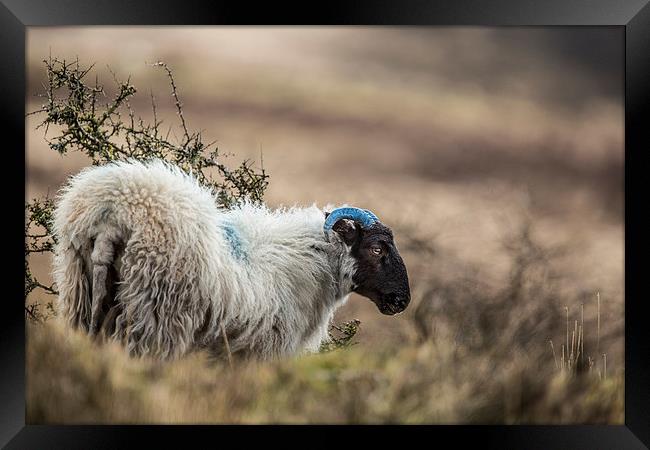  Exmoor Sheep Framed Print by Philip Male