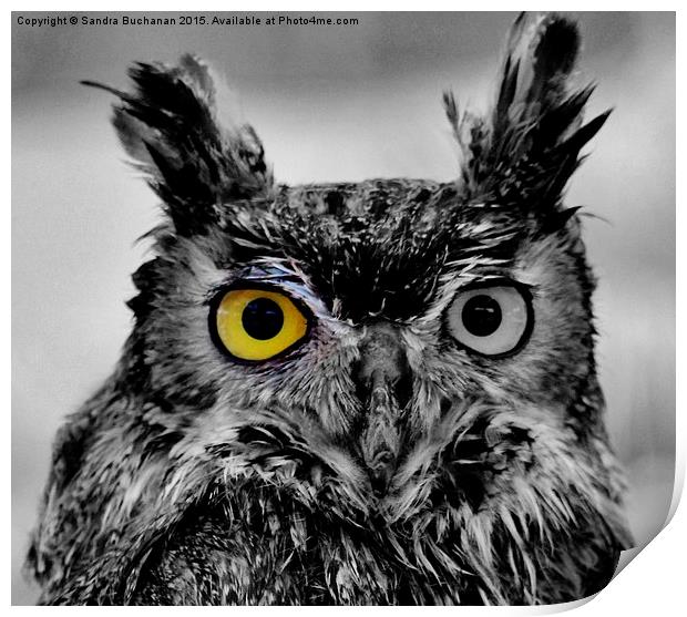  I've Got My Eye On You ! Print by Sandra Buchanan