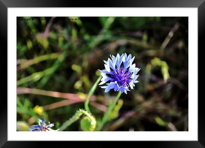  Cornflower Framed Mounted Print by Sue Condon