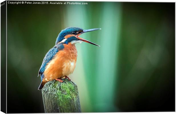  Female Kingfisher Canvas Print by Peter Jones