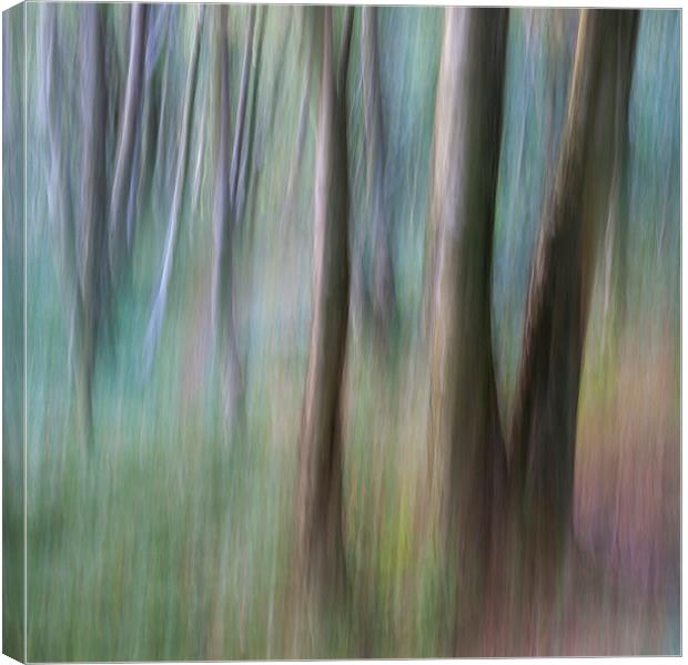  Colours of a Birch woodland Canvas Print by Andrew Kearton