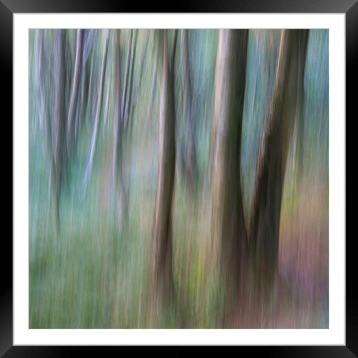  Colours of a Birch woodland Framed Mounted Print by Andrew Kearton