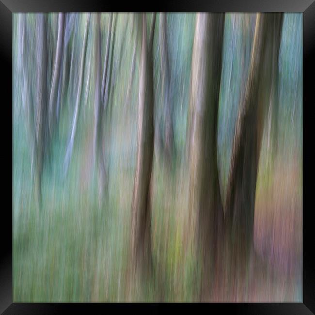  Colours of a Birch woodland Framed Print by Andrew Kearton