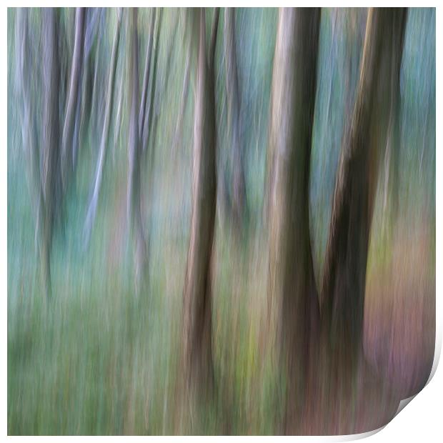  Colours of a Birch woodland Print by Andrew Kearton