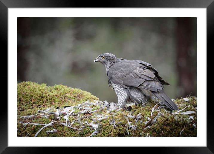 Male Goshawk Framed Mounted Print by Natures' Canvas: Wall Art  & Prints by Andy Astbury