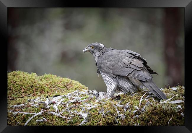 Male Goshawk Framed Print by Natures' Canvas: Wall Art  & Prints by Andy Astbury