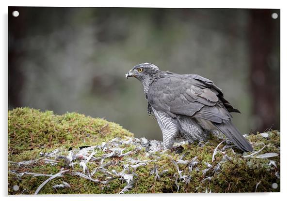 Male Goshawk Acrylic by Natures' Canvas: Wall Art  & Prints by Andy Astbury