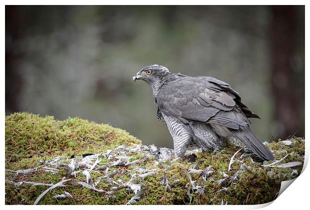 Male Goshawk Print by Natures' Canvas: Wall Art  & Prints by Andy Astbury