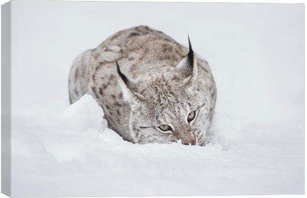 Lynx Wild Cat Canvas Print by Natures' Canvas: Wall Art  & Prints by Andy Astbury