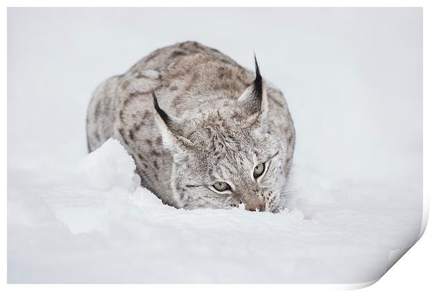 Lynx Wild Cat Print by Natures' Canvas: Wall Art  & Prints by Andy Astbury