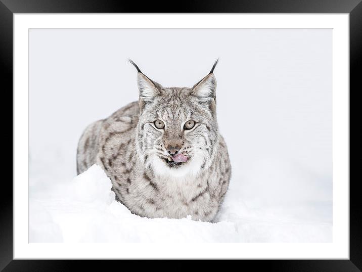 Lynx Wild Cat Framed Mounted Print by Natures' Canvas: Wall Art  & Prints by Andy Astbury