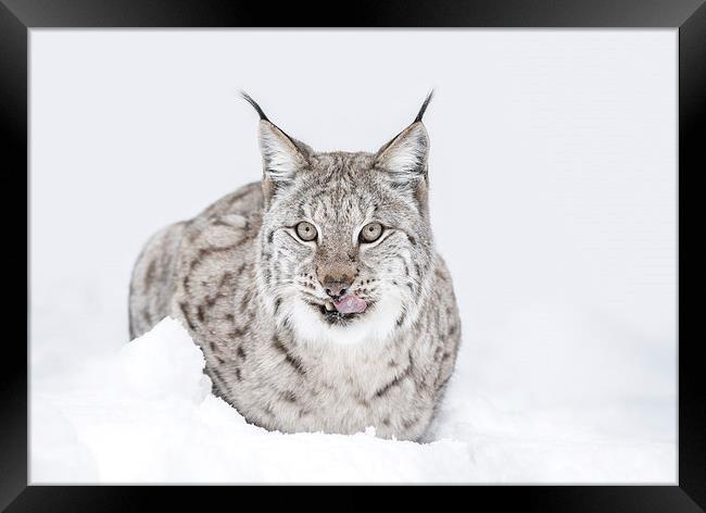 Lynx Wild Cat Framed Print by Natures' Canvas: Wall Art  & Prints by Andy Astbury