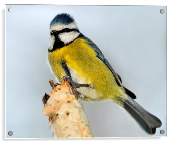   Blue Tit Acrylic by Macrae Images