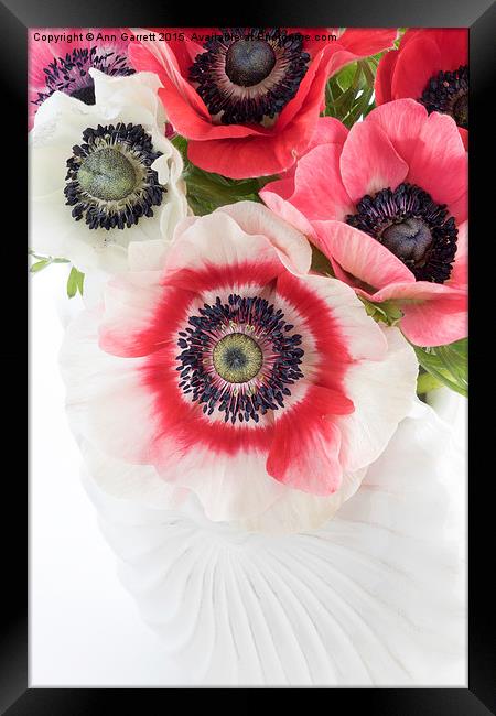 Anemones in a White Shell Vase Framed Print by Ann Garrett