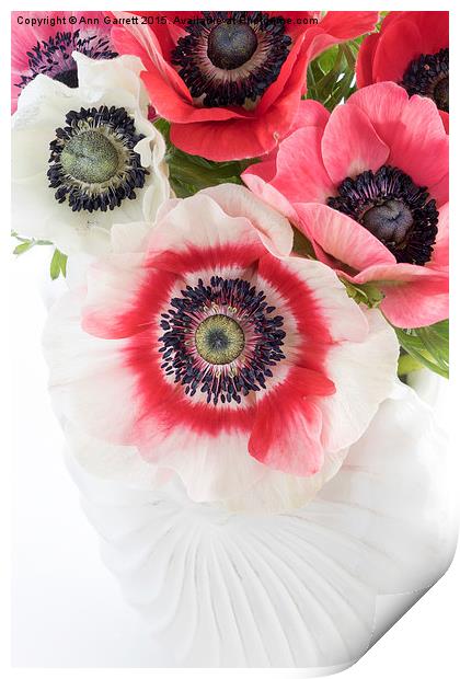 Anemones in a White Shell Vase Print by Ann Garrett