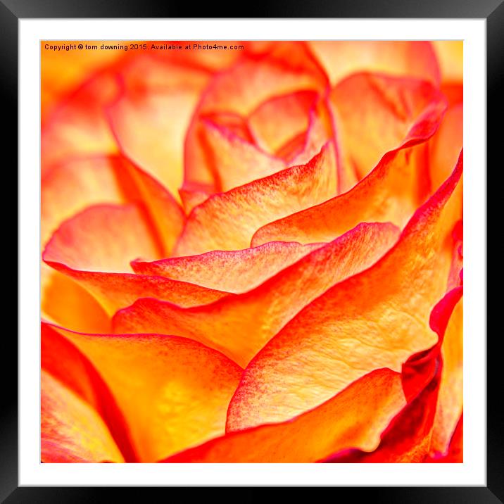surreal rose petal Framed Mounted Print by tom downing