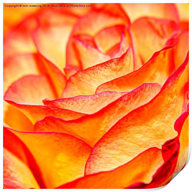 surreal rose petal Print by tom downing