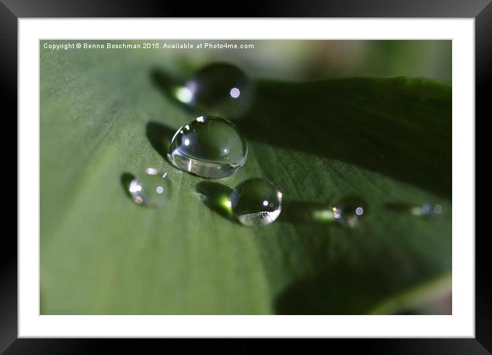 Raindrops on a Ginkgo Leaf Framed Mounted Print by Benno Boschman