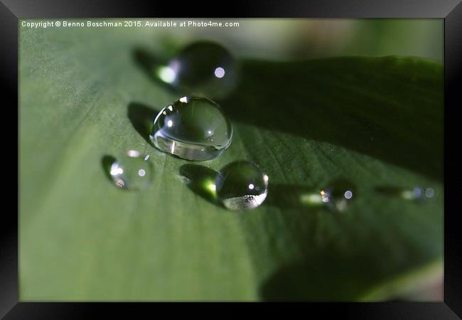 Raindrops on a Ginkgo Leaf Framed Print by Benno Boschman