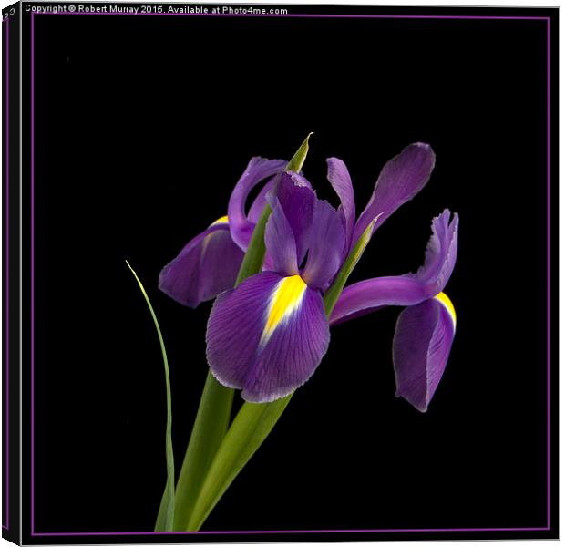  Purple Iris Canvas Print by Robert Murray