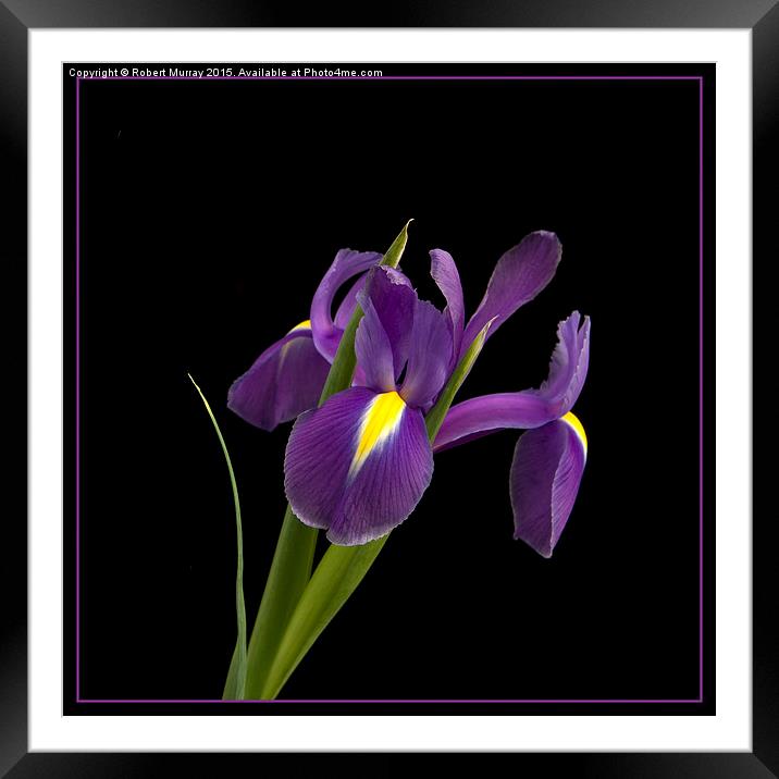  Purple Iris Framed Mounted Print by Robert Murray