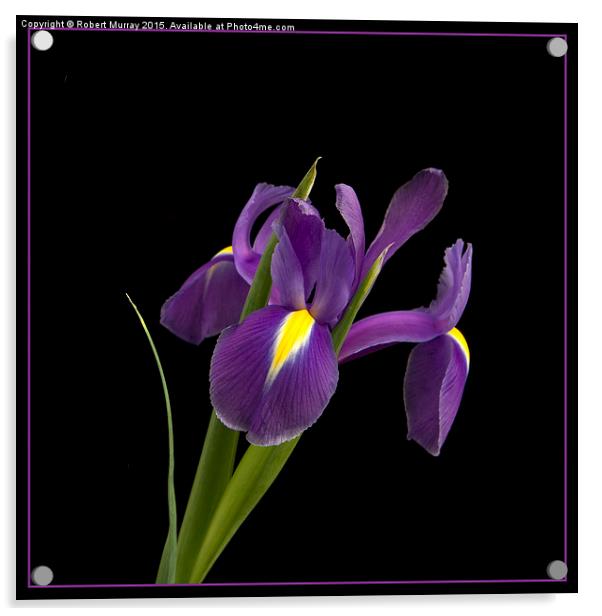  Purple Iris Acrylic by Robert Murray