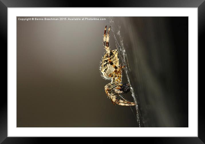  Spider Framed Mounted Print by Benno Boschman