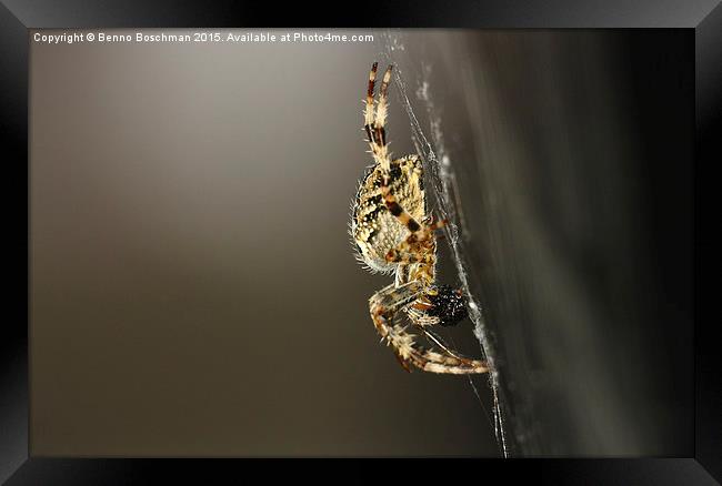  Spider Framed Print by Benno Boschman