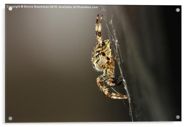  Spider Acrylic by Benno Boschman