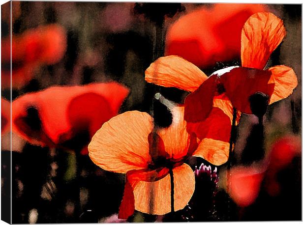 Red Poppy 2 Canvas Print by Claire Gardner