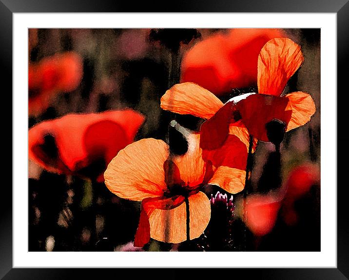 Red Poppy 2 Framed Mounted Print by Claire Gardner
