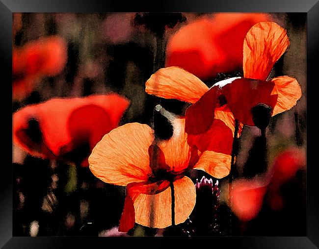 Red Poppy 2 Framed Print by Claire Gardner