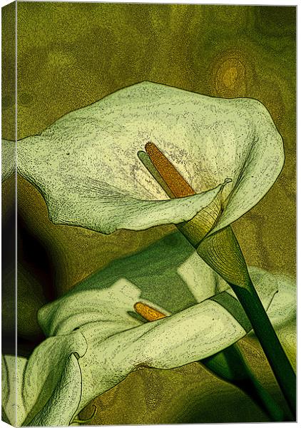 Green Lilies Canvas Print by Claire Gardner
