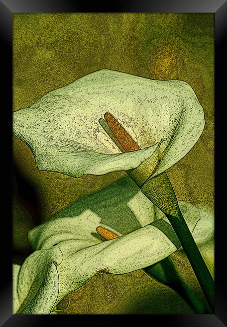 Green Lilies Framed Print by Claire Gardner