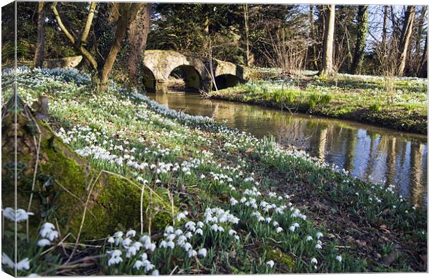 Snowdrops at Walsingham Abbey Canvas Print by Stephen Mole