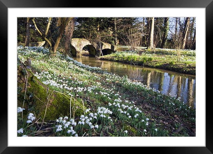 Snowdrops at Walsingham Abbey Framed Mounted Print by Stephen Mole