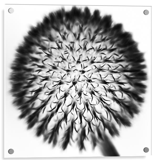 Dandelion Acrylic by Claire Gardner