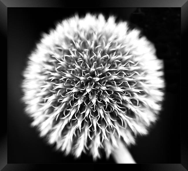 Dandelion 2 Framed Print by Claire Gardner