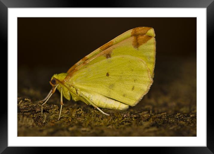 Brimstone moth Framed Mounted Print by Gabor Pozsgai