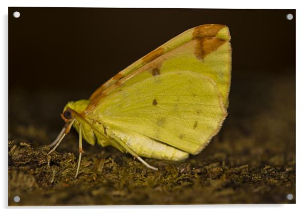 Brimstone moth Acrylic by Gabor Pozsgai