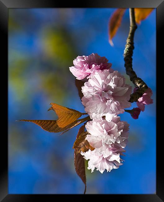 Cherry Blossom Framed Print by Brian Roscorla