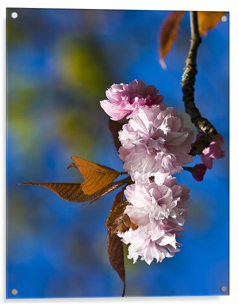 Cherry Blossom Acrylic by Brian Roscorla